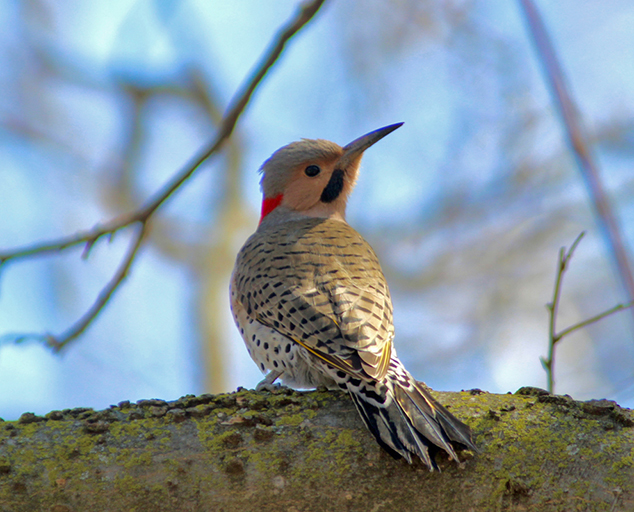 Woodpeckers of Ohio Lake Metroparks